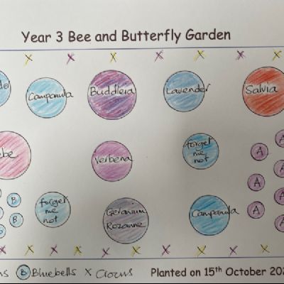 BeeButterflyGarden-Year3PlantingPlan