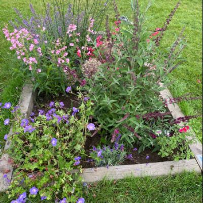 BeeButterflyGarden-Year5July2021