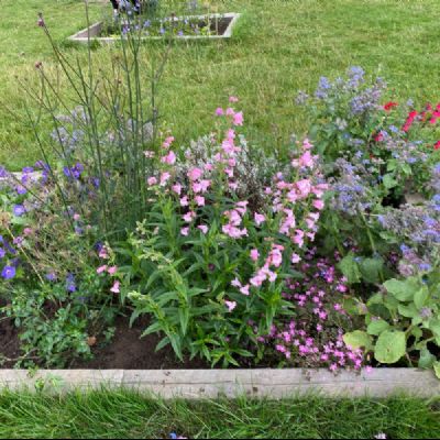 BeeButterflyGarden-Year6July2021