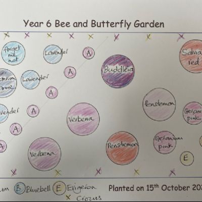 BeeButterflyGarden-Year6PlantingPlan